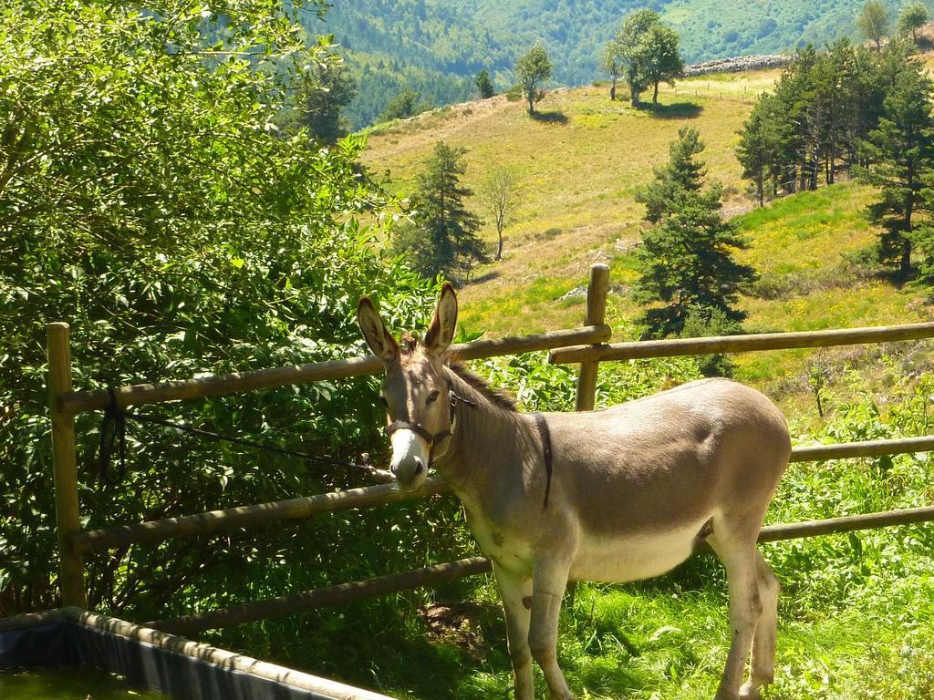 La Bergerie Du Plateau Gasthof *